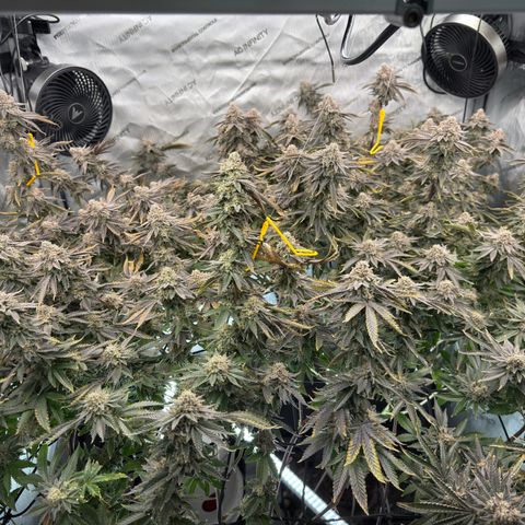 Romscotti Run growlog timeline photo