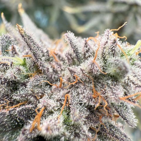 Romscotti Run growlog timeline photo