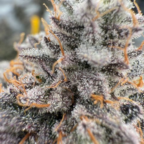 Romscotti Run growlog timeline photo