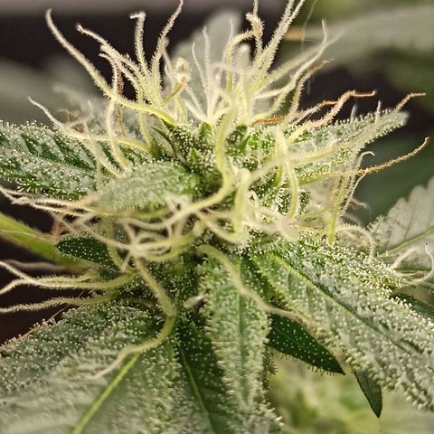 Foto do cronograma do growlog de Gorilla Glue