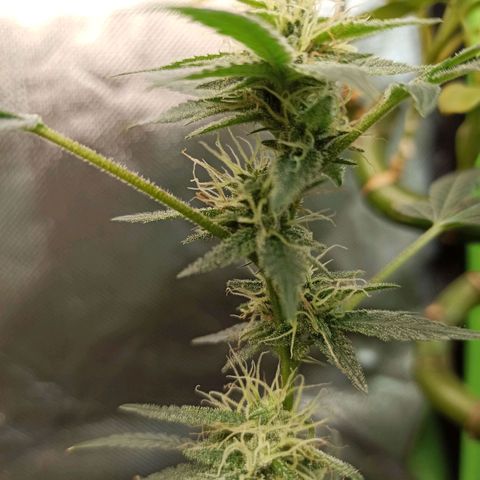 Foto do cronograma do growlog de Gorilla Glue