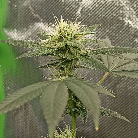 Foto do cronograma do growlog de Gorilla Glue