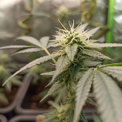 Foto do cronograma do growlog de Gorilla Glue