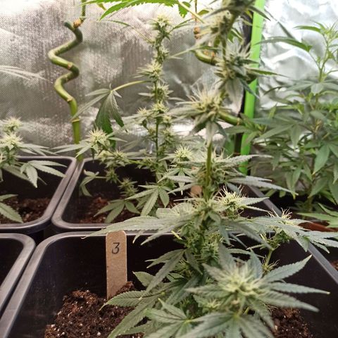 Foto do cronograma do growlog de Gorilla Glue
