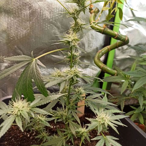 Foto do cronograma do growlog de Gorilla Glue
