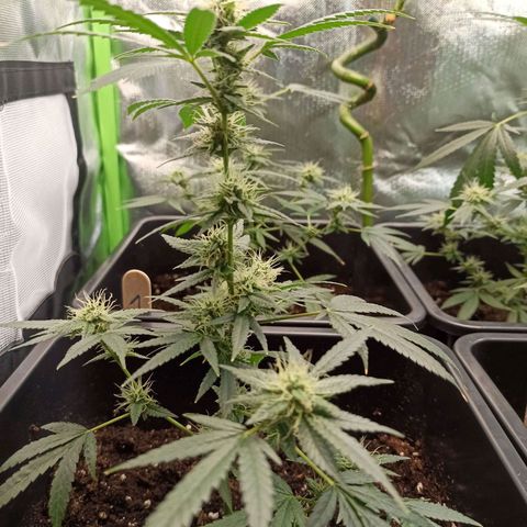 Foto do cronograma do growlog de Gorilla Glue