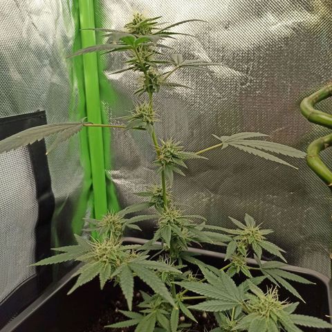 Foto do cronograma do growlog de Gorilla Glue