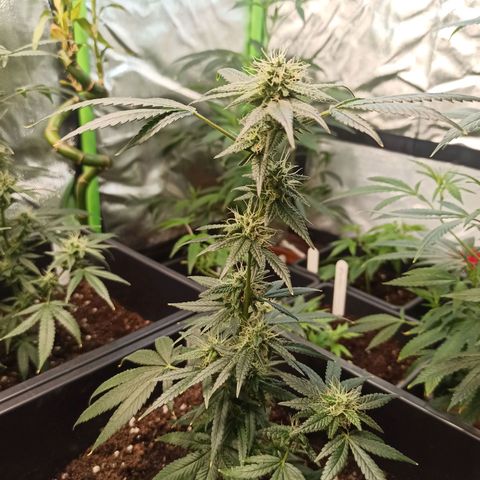 Foto do cronograma do growlog de Gorilla Glue