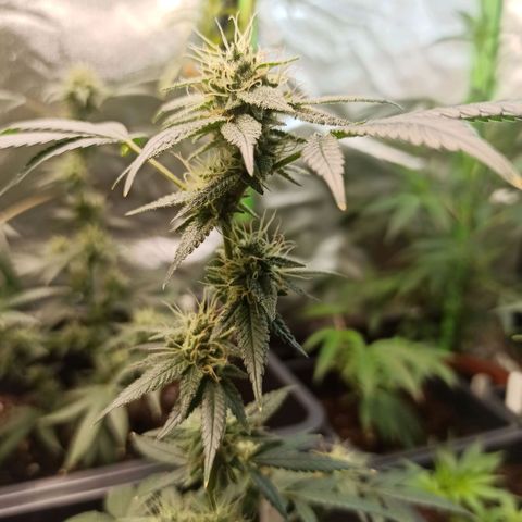 Foto do growlog de Gorilla Glue: #3