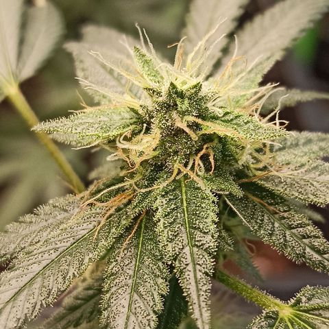 Foto do cronograma do growlog de Gorilla Glue