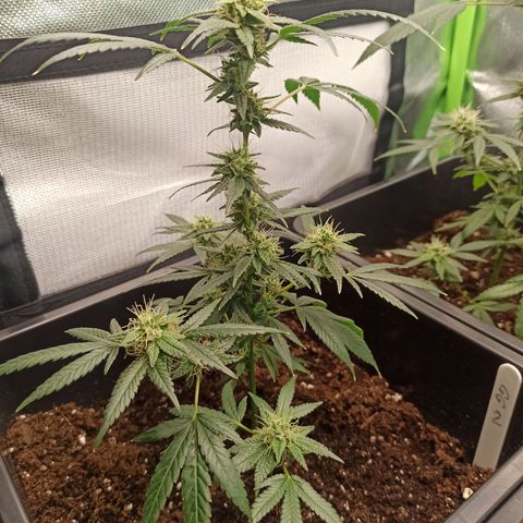 Foto do cronograma do growlog de Gorilla Glue