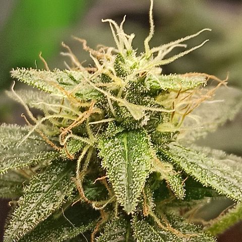 Foto do cronograma do growlog de Gorilla Glue