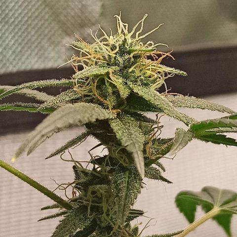Foto do cronograma do growlog de Gorilla Glue