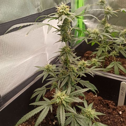 Foto do growlog de Gorilla Glue: #2