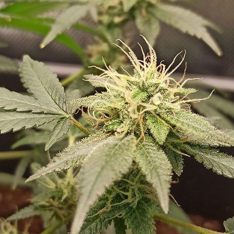 Foto do cronograma do growlog de Gorilla Glue