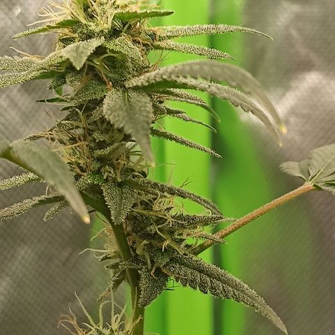 Foto do cronograma do growlog de Gorilla Glue