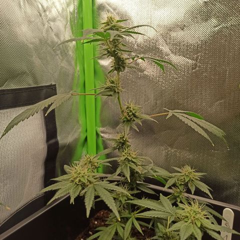 Foto do growlog de Gorilla Glue: #1