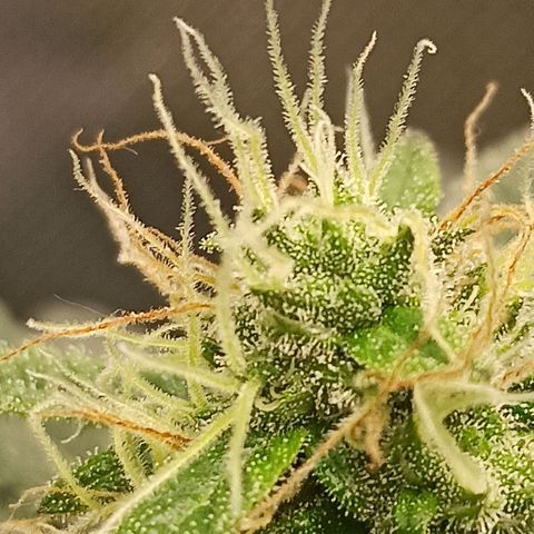 Foto do cronograma do growlog de Gorilla Glue