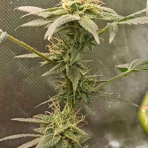 Foto do cronograma do growlog de Gorilla Glue