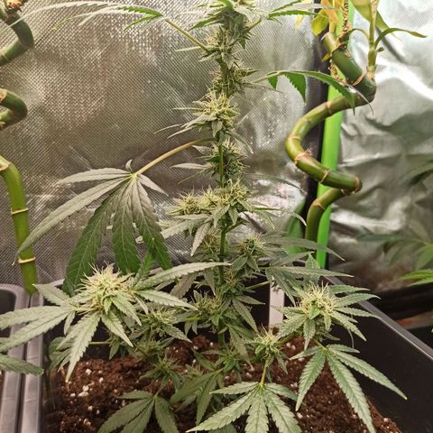 Foto do growlog de Gorilla Glue: #4