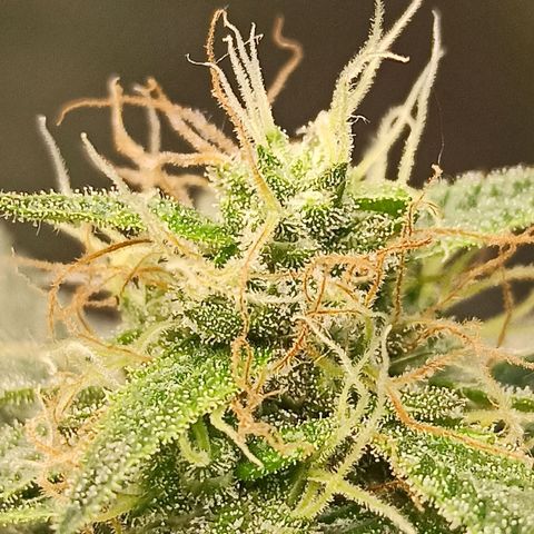 Foto do cronograma do growlog de Gorilla Glue