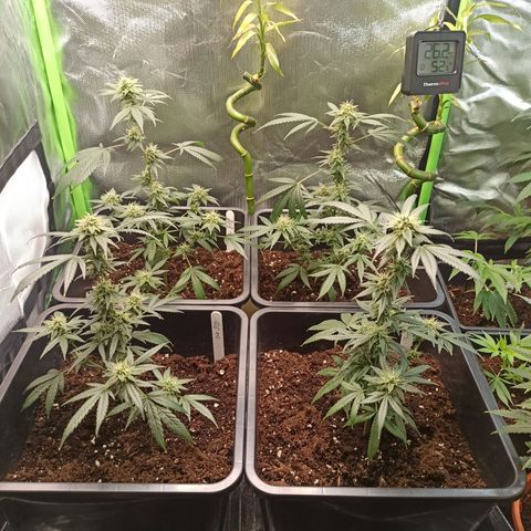 Foto do growlog de Gorilla Glue: 😉👍