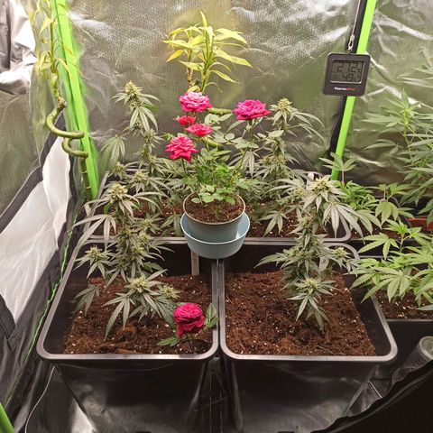 Foto do cronograma do growlog de Gorilla Glue