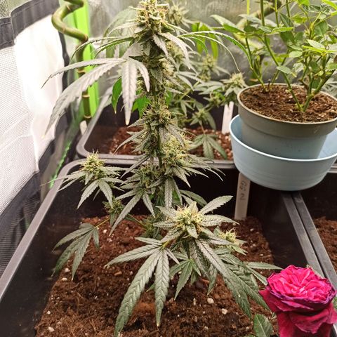 Foto do growlog de Gorilla Glue: #2