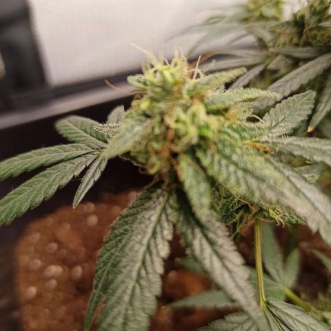 Foto do growlog de Gorilla Glue: #2