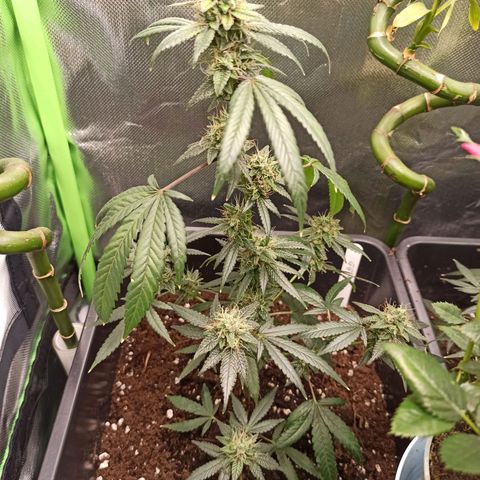 Foto do growlog de Gorilla Glue: #1