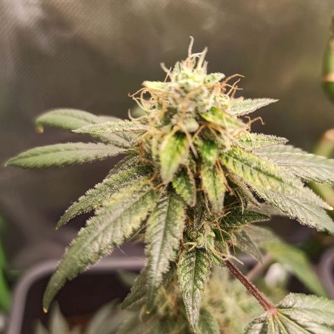 Foto do growlog de Gorilla Glue: #1