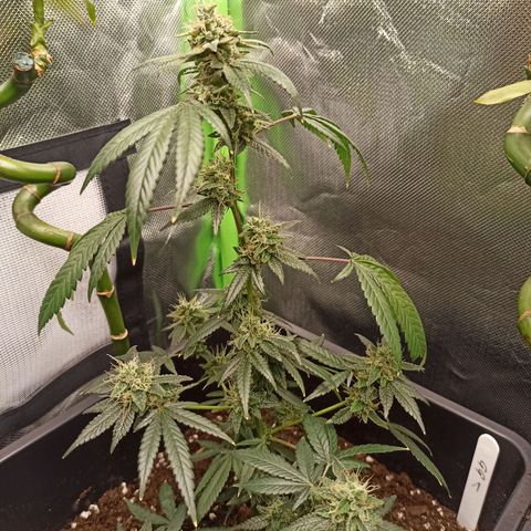 Foto do growlog de Gorilla Glue: #1