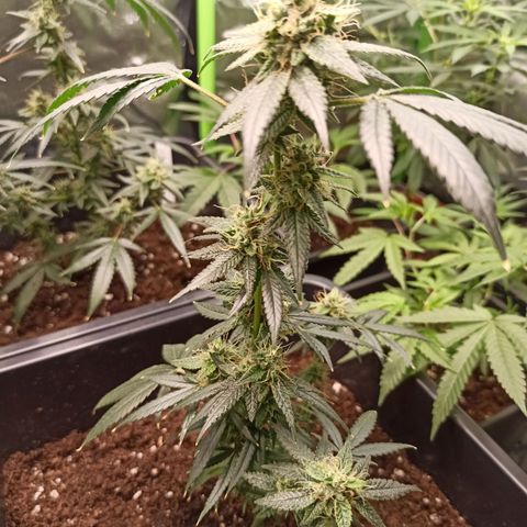 Foto do growlog de Gorilla Glue: #3