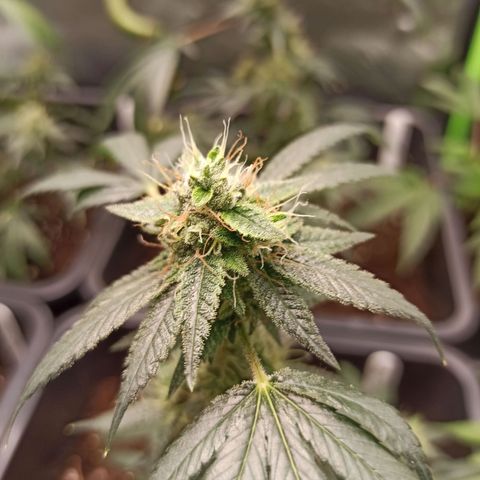 Foto do growlog de Gorilla Glue: #3