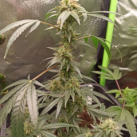 Foto do growlog de Gorilla Glue: #4