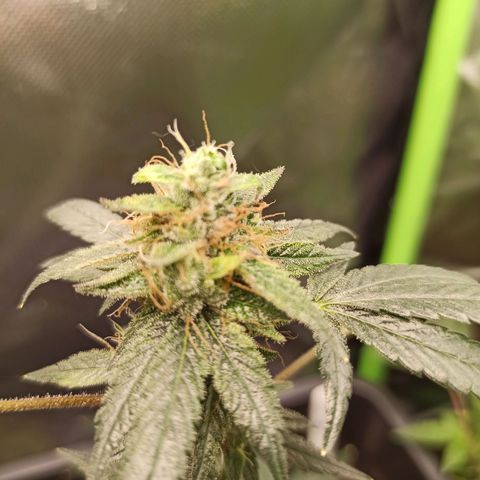 Foto do growlog de Gorilla Glue: #4