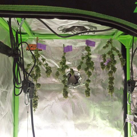Foto do cronograma do growlog de Gorilla Glue