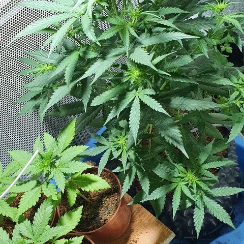 Auto White Widow growlog timeline photo