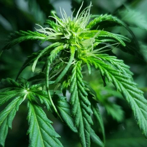 Auto White Widow growlog timeline photo