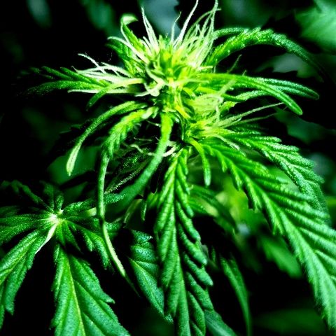 Auto White Widow growlog timeline photo