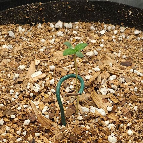 Lushington  growlog timeline photo
