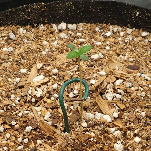 Lushington  growlog timeline photo