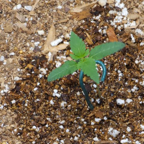 Lushington  growlog timeline photo