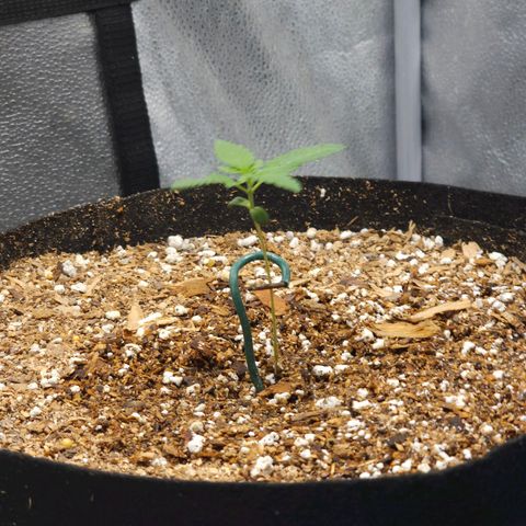 Lushington  growlog timeline photo