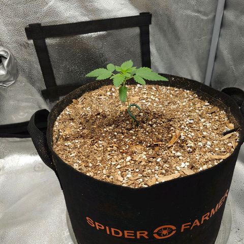 Lushington  growlog timeline photo