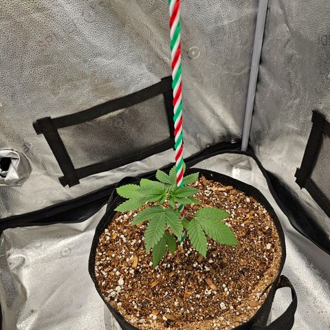 Lushington  growlog timeline photo