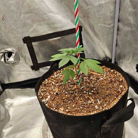 Lushington  growlog timeline photo