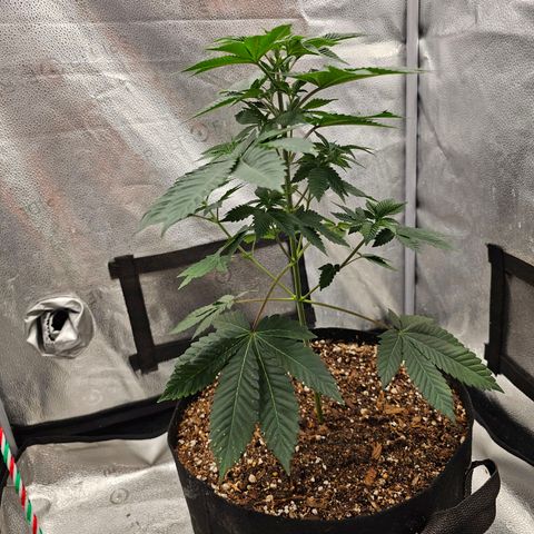 Lushington  growlog timeline photo