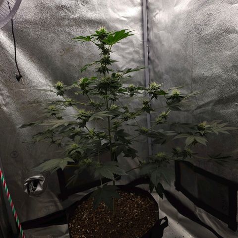 Lushington  growlog timeline photo