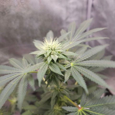 Lushington  growlog timeline photo